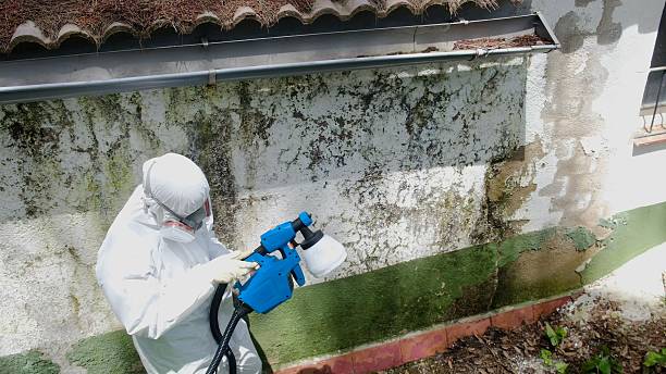 Top rated local Mold Remediation specialists in Tracys Landing, MD